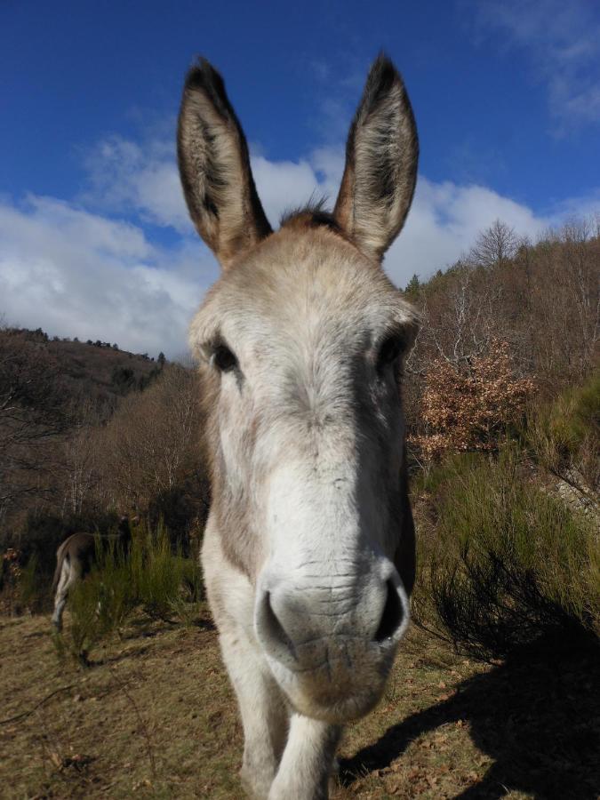 Gite De Chapeleche Les Chataigniers Gluiras Exterior photo